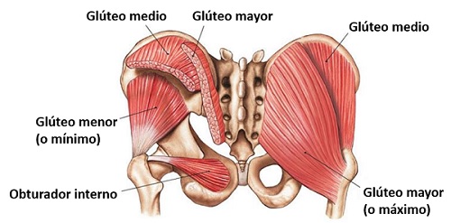 Gluteos Anatomia Aztethic Fitness 6015
